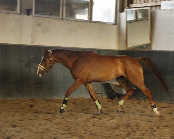 dressage horse Bodyguard of Secrets (Oldenburg, 2012, from Bretton Woods) dressage horse Bodyguard of Secrets (Oldenburg, 2012, from Bretton Woods)