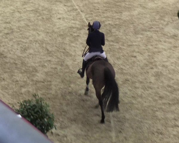 Reitturnier Neustadt/Dosse - Lindenau-Halle 2020