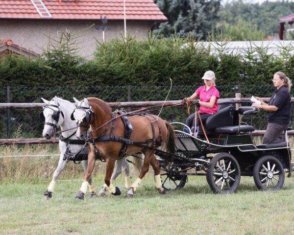 horse Diavolo Z (German Riding Pony, 2006, from Daydream)