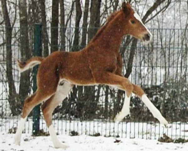 Pferd Flatrate II (Hannoveraner, 2013, von Fuechtels Floriscount OLD)