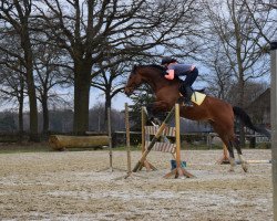 Springpferd Bigstar (KWPN (Niederländisches Warmblut), 2006, von Albführen's Memphis)
