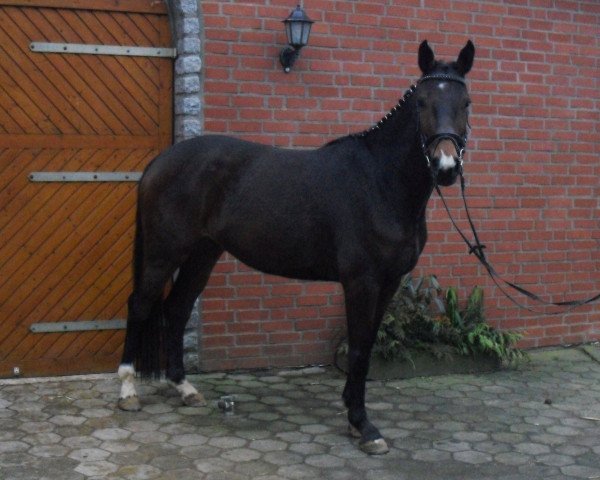 jumper Bacarole 4 (Holsteiner, 2009, from Contender)