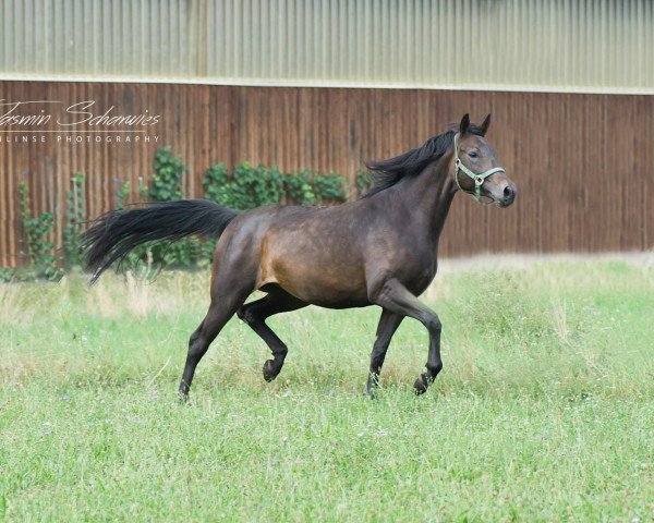 horse Life is life 26 (Württemberger, 2011, from Little Charly)