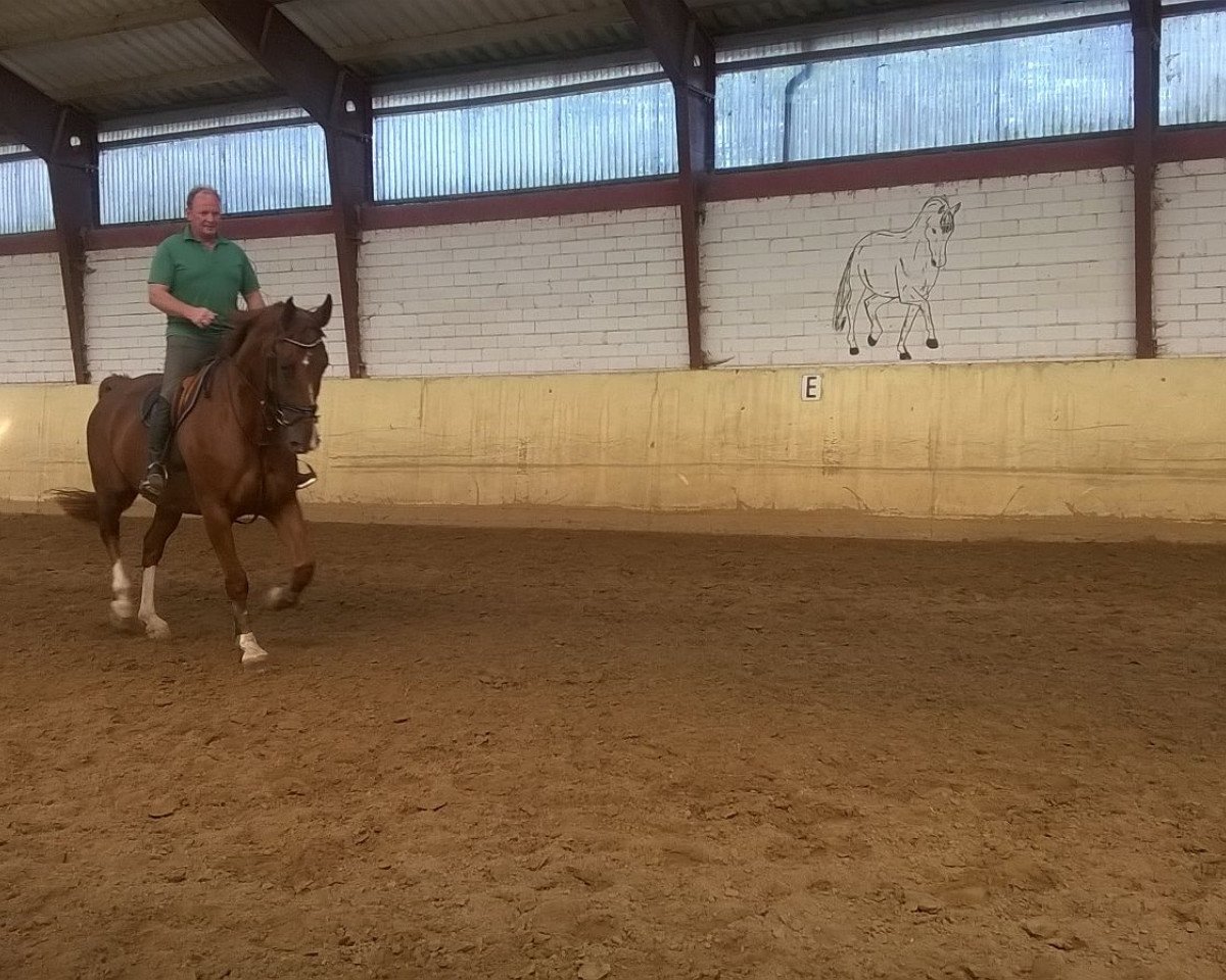 jumper Släter M (Hanoverian, 2010, from Sly del La Magnifica)