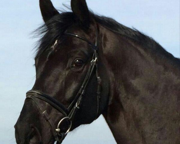 dressage horse Rilling MR (Westphalian, 2009, from Riccio)