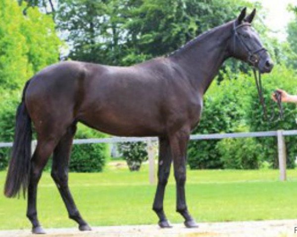 Dressurpferd Fabiana (Hannoveraner, 2011, von Fuechtels Floriscount OLD)