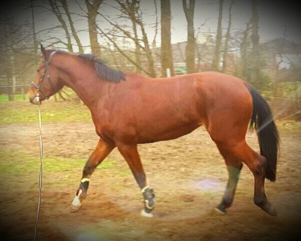 horse Charly Checker (Oldenburg show jumper, 2012, from Canabis Z)