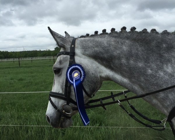 broodmare Lucie 234 (Westphalian, 2011, from Levisonn 208 FIN) broodmare Lucie 234 (Westphalian, 2011, from Levisonn 208 FIN)