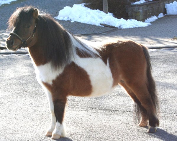Deckhengst Bajou vom Ankerdorf (Shetland Pony (unter 87 cm), , von Garino vom Ankerdorf) Deckhengst Bajou vom Ankerdorf (Shetland Pony (unter 87 cm), , von Garino vom Ankerdorf)