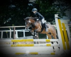 dressage horse Teddy (unknown, 1999)