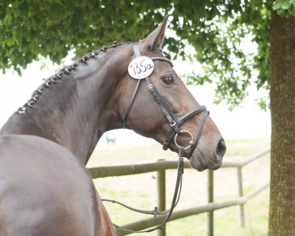 Zuchtstute Dune (Hannoveraner, 1998, von Don Bosco)