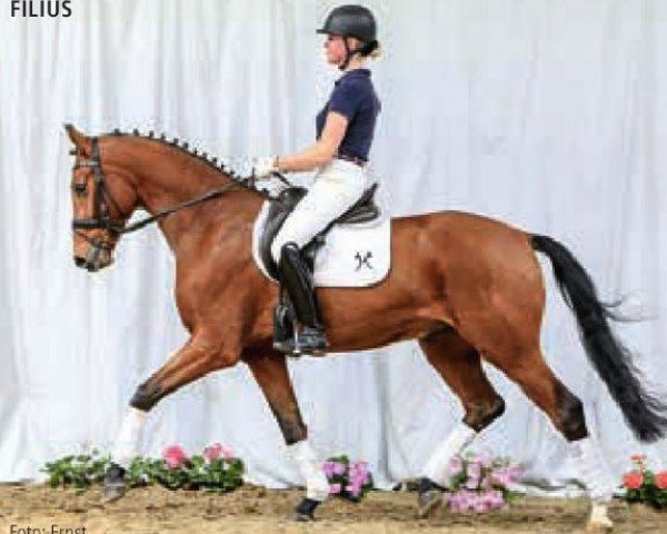 horse Filius (Hanoverian, 2011, from Fuechtels Floriscount OLD)