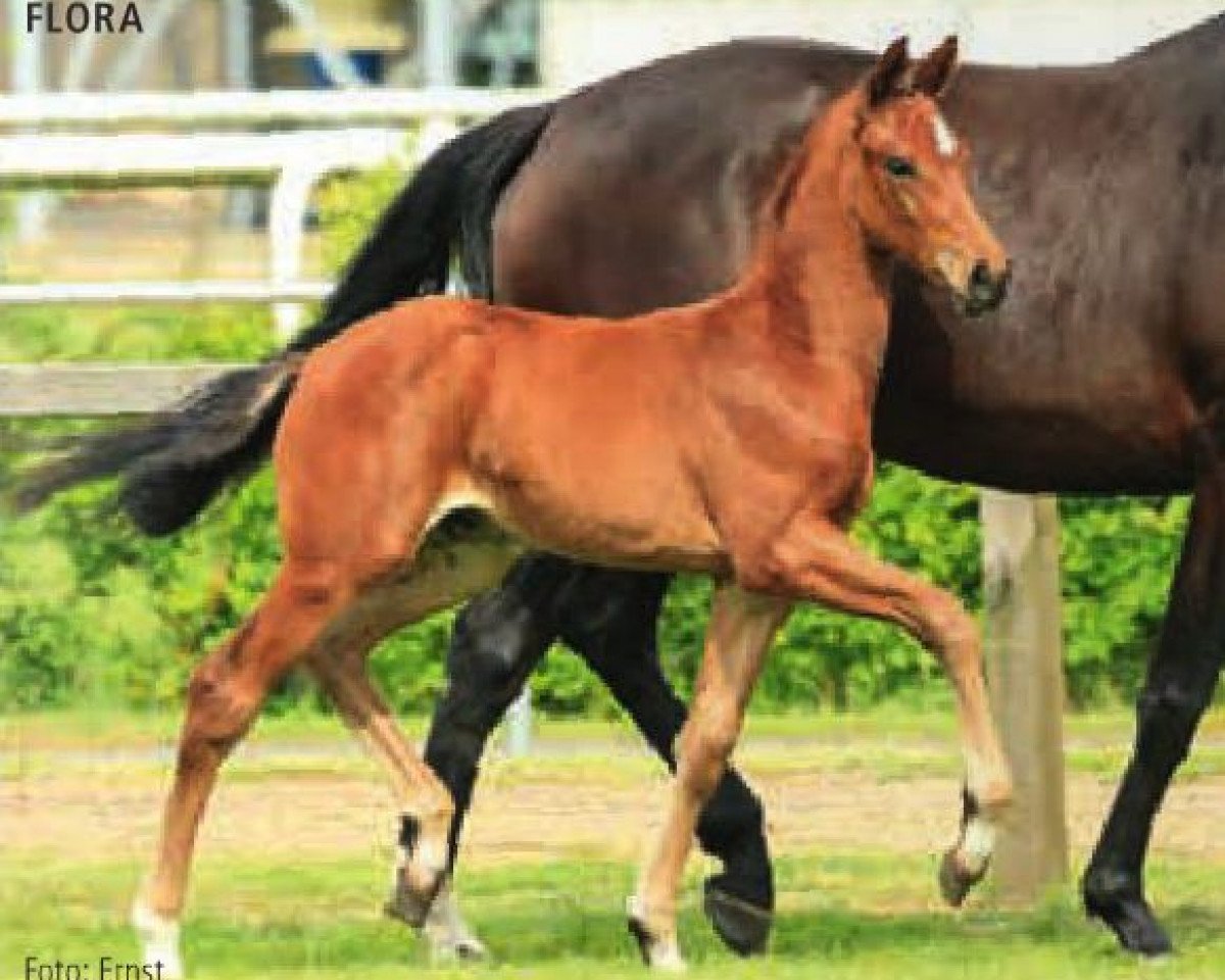 broodmare Flora (Hanoverian, 2015, from Fuechtels Floriscount OLD)