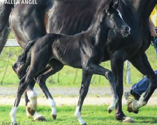 horse Fallen Angel (Hanoverian, 2015, from Fuechtels Floriscount OLD)