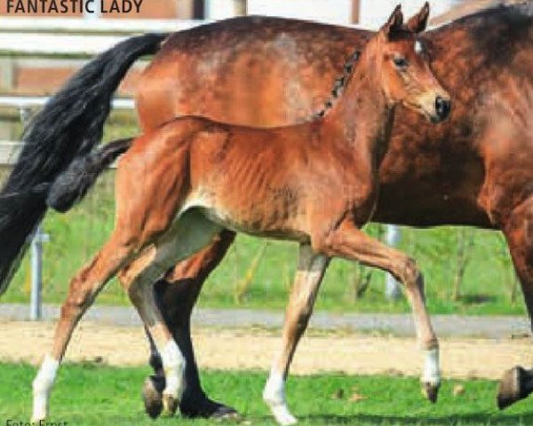 horse Fantastic Lady (Hanoverian, 2015, from Fuechtels Floriscount OLD)