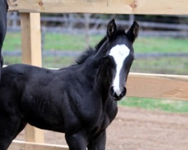 horse Fiori EdA (Hanoverian, 2016, from Fuechtels Floriscount OLD)