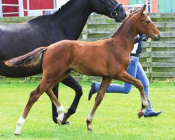 horse Fresh Breeze (Hanoverian, 2012, from Fuechtels Floriscount OLD)