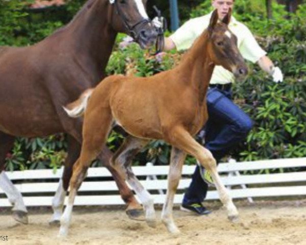 horse Senzo Lombardo (Hanoverian, 2012, from Stakkato)