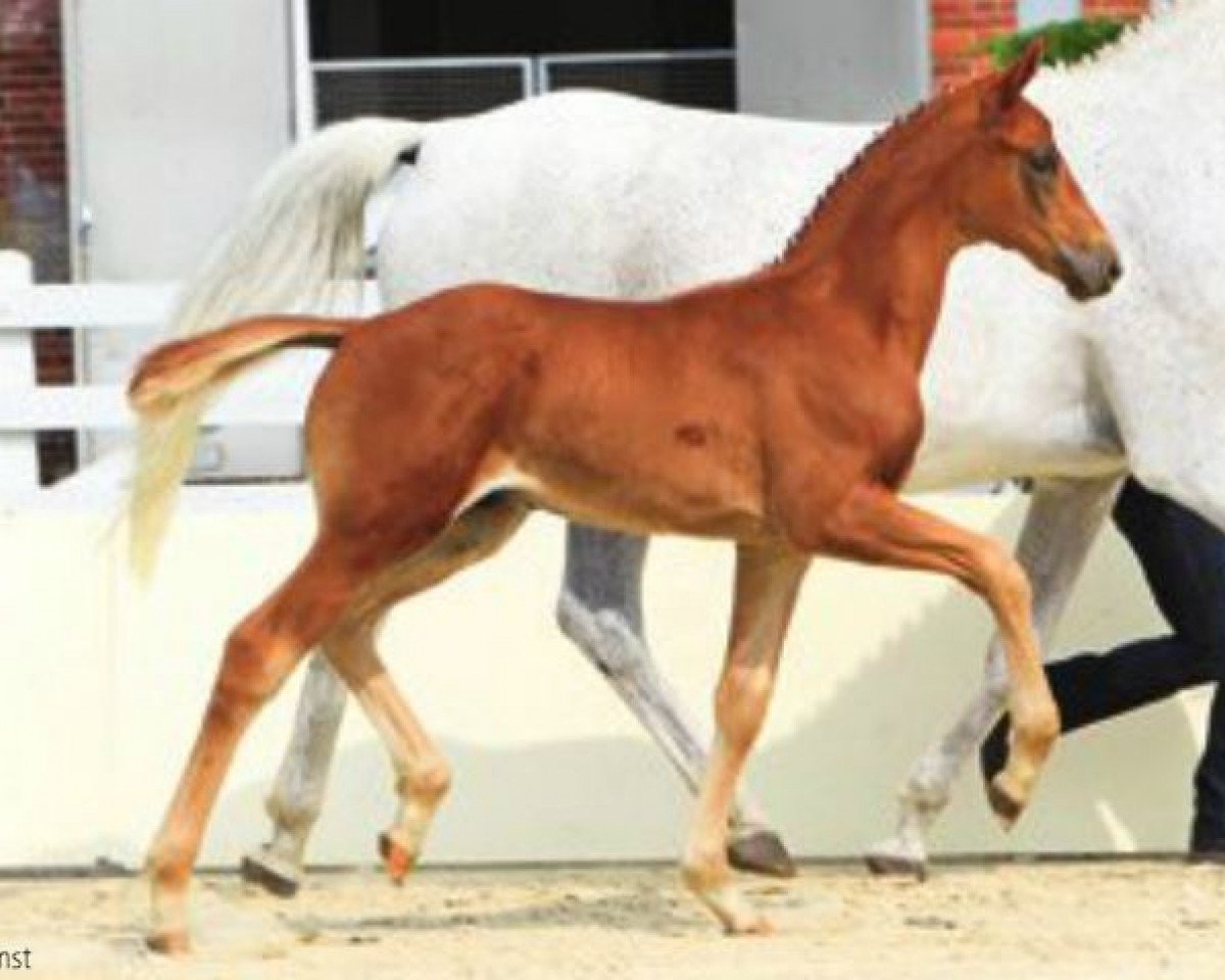 Pferd Fürst Romeo (Hannoveraner, 2012, von Fürst Romancier)