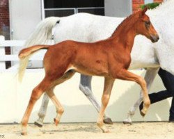 horse Fürst Romeo (Hanoverian, 2012, from Fürst Romancier)