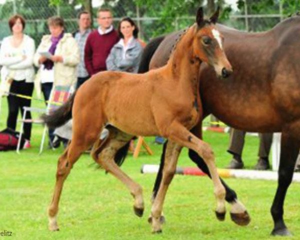 horse Susi (Hanoverian, 2012, from Soliman)