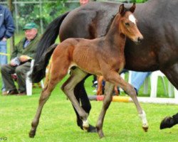 jumper Carlchen (Hanoverian, 2012, from Count Grannus)