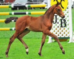 jumper Balout DH (Hanoverian, 2012, from Balou du Rouet)