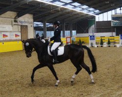 dressage horse Coco Chanel 240 (Hanoverian, 2009, from Chivas)