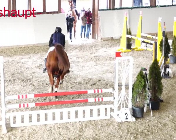 Reitturnier Würenlos 2020