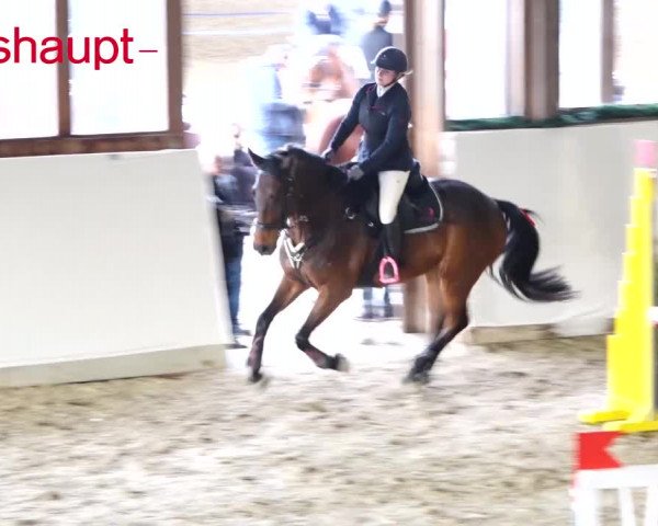 Reitturnier Würenlos 2020