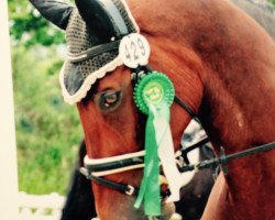 Dressurpferd Vivaldo 4 (KWPN (Niederländisches Warmblut), 2002, von Namelus R)