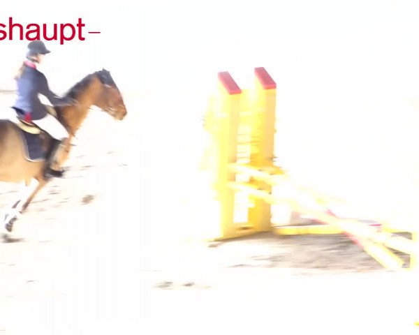 Reitturnier Würenlos 2020