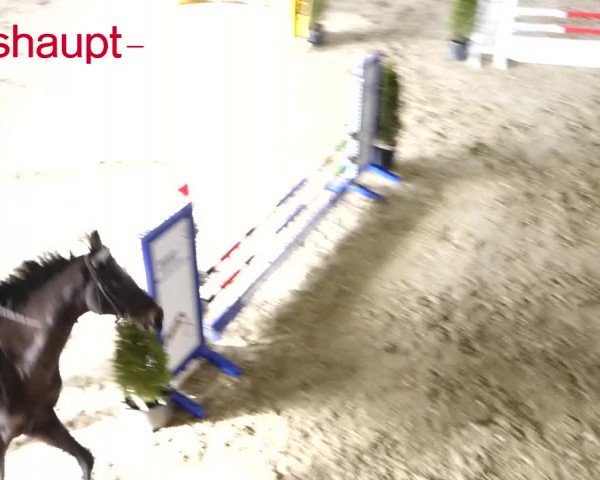 Reitturnier Würenlos 2020