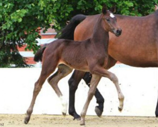 horse Emily (Hanoverian, 2012, from Escudo I)