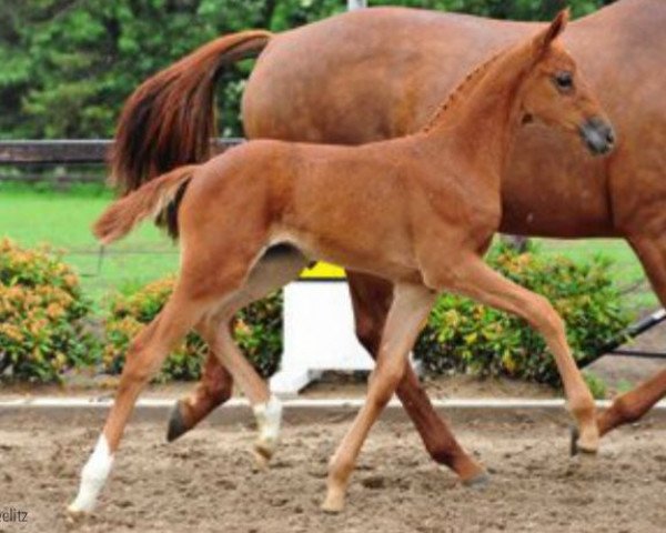 horse Querido (Hanoverian, 2012, from Quaterhall)