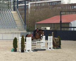 jumper Beaufort (KWPN (Royal Dutch Sporthorse), 2006, from Contendro II)