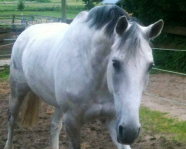 horse White and Wise (Hanoverian, 2002, from Wolkentanz II)