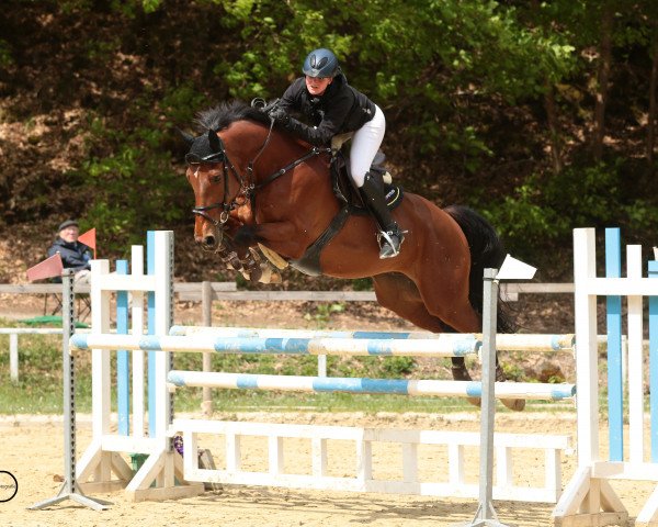 Springpferd Carlsson B (Westfale, 2005, von Con Capitol) Springpferd Carlsson B (Westfale, 2005, von Con Capitol)