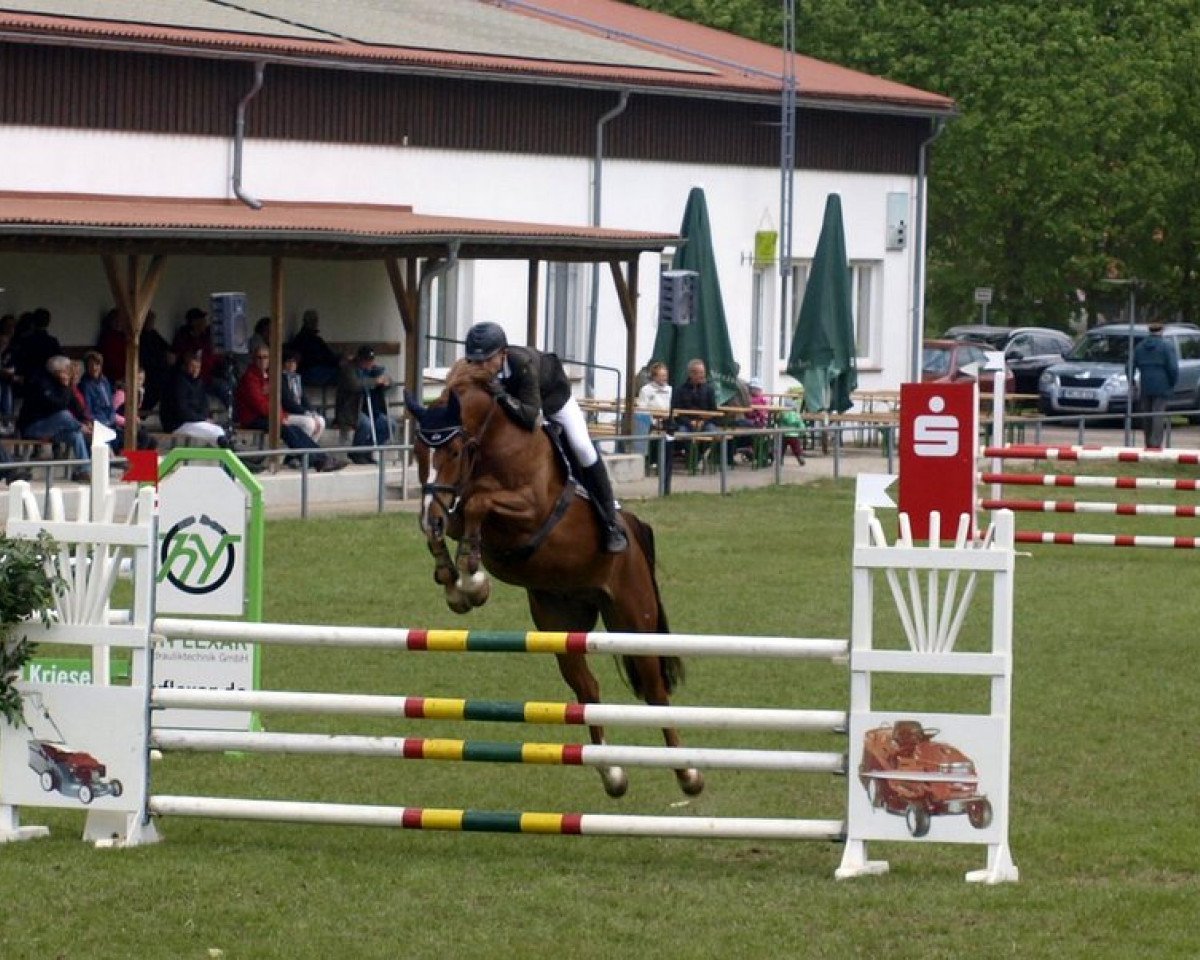Springpferd Conto Blanco (Oldenburger Springpferd, 2010, von Cellestial)