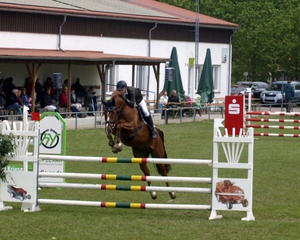 Springpferd Conto Blanco (Oldenburger Springpferd, 2010, von Cellestial)