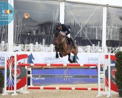jumper Capiche 'ter Elzen' (Belgium Sporthorse, 2008, from Bamako de Muze)