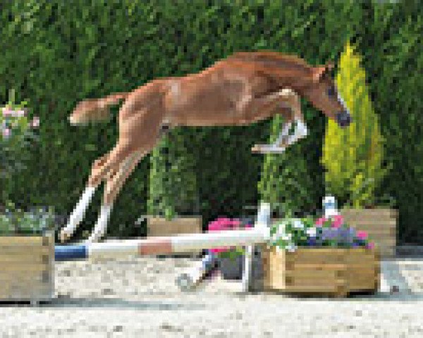 jumper Lawino Db Z (Zangersheide riding horse, 2015, from Levisto Z)