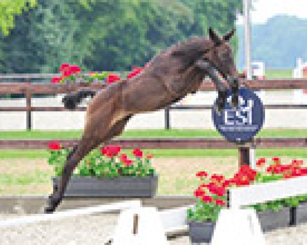 horse Canturedo (Holsteiner, 2015, from Canturano I)