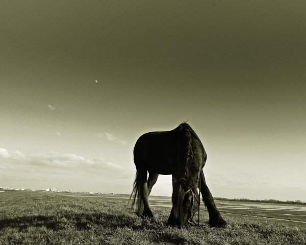 horse Friese (Friese, 2003, from Doeke 287)