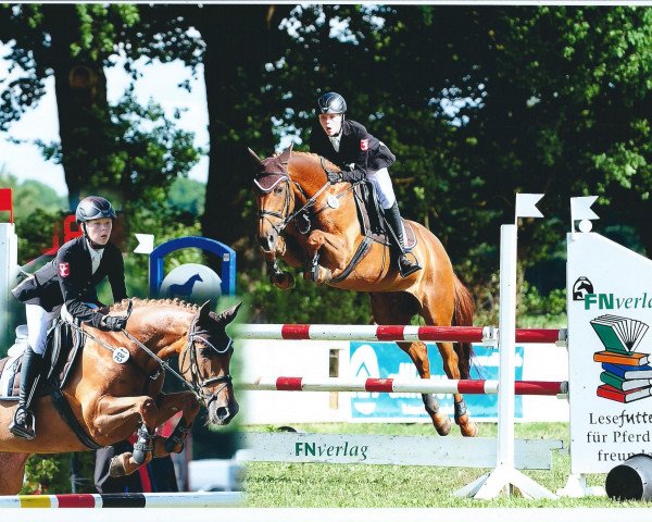 jumper Caritana Z (Zangersheide riding horse, 2006, from Caritano Z)