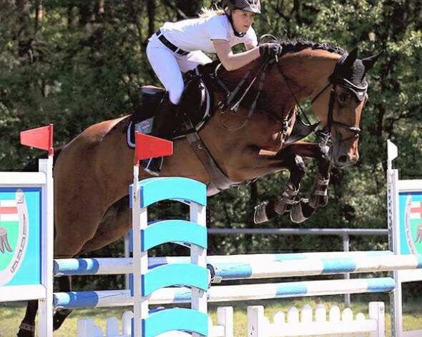 jumper Annie get your gun 2 (Hungarian Warmblood, 2007, from Quidamo)