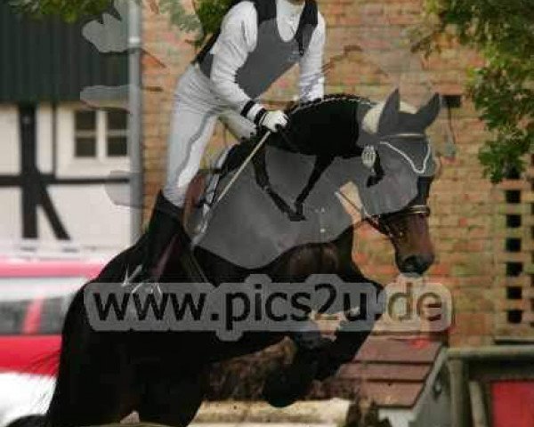 jumper Ravel 256 (Westphalian, 1998, from Roncalli xx)