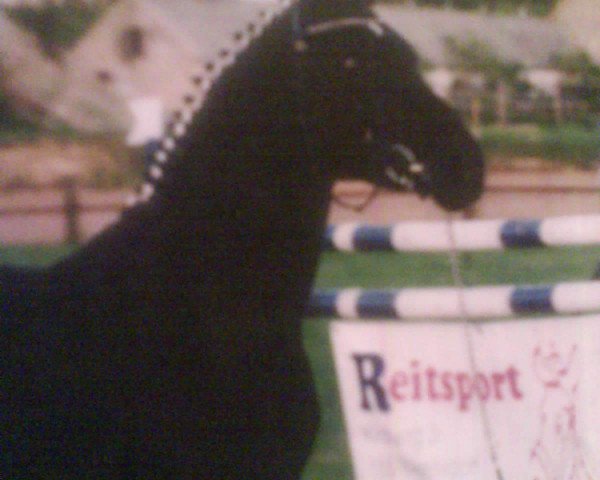 horse Shermeer's Hof Valentijn (unknown,  , from Valentino)