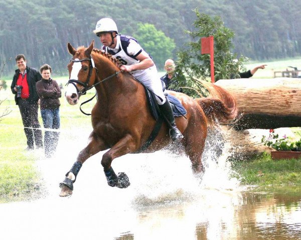 dressage horse Elfenjäger (Hanoverian, 2005, from Embassy I)