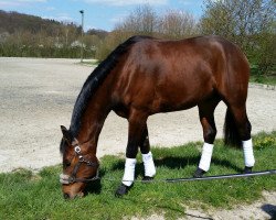 dressage horse Daylight 301 (Oldenburg, 2012, from Destano)